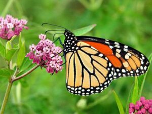 Save the Monarchs