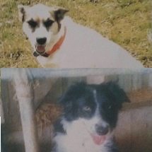 2 Missing Dogs in Puslinch – Can you help us find them?