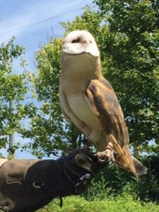 Birds of Prey at the Puslinch Library!