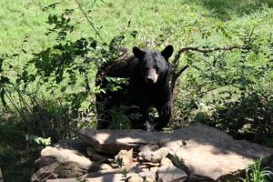 Black Bear Sighted Again in Puslinch