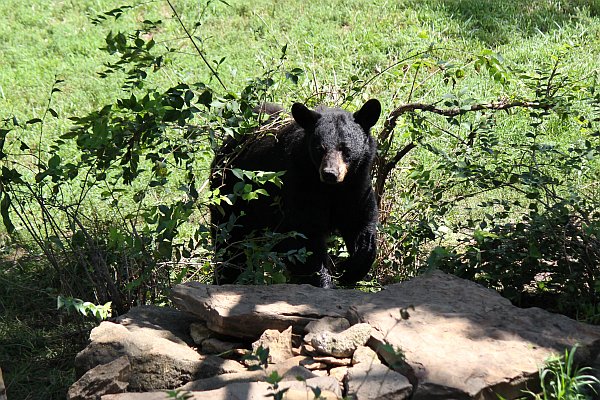 Black Bear Sighted Again in Puslinch