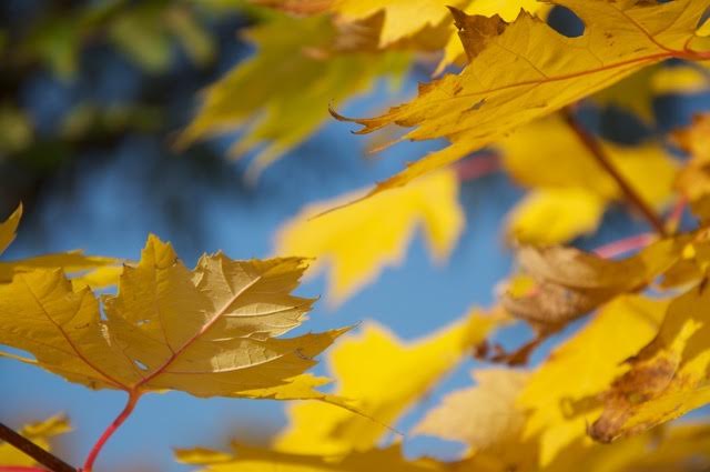 A Puslinch View: Autumn Leaves