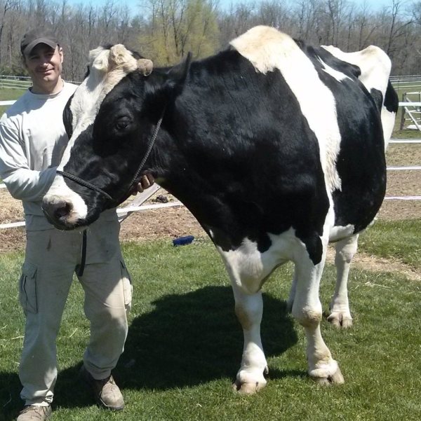 Meet Rockford – The Tallest Steer In Puslinch!