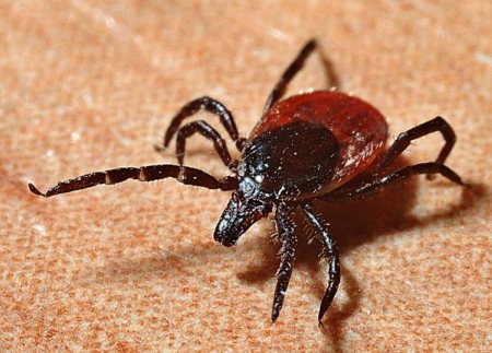 Tick Problem On The Rise In Wellington County