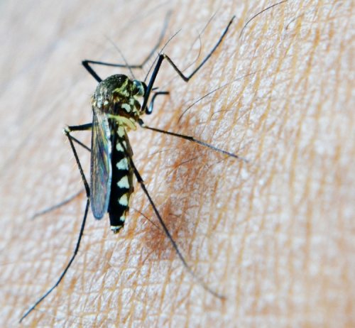 malaria mosquito ague