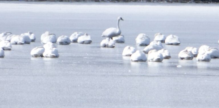 Tundra Swans at Valens Lake Conservation Area
