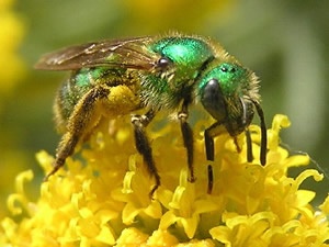 Protecting The Pollinators
