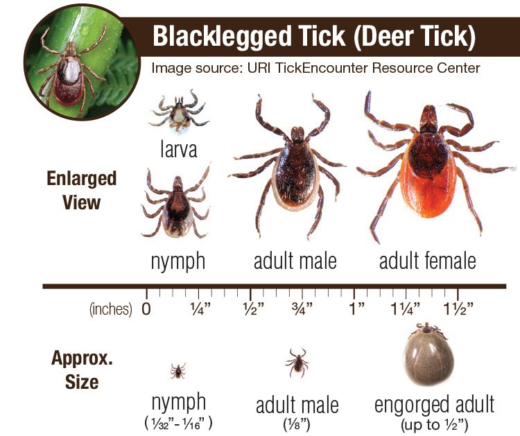 black legged tick