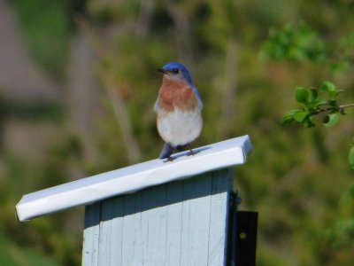 Guided Bird Walks At Crieff Hills Conference Center