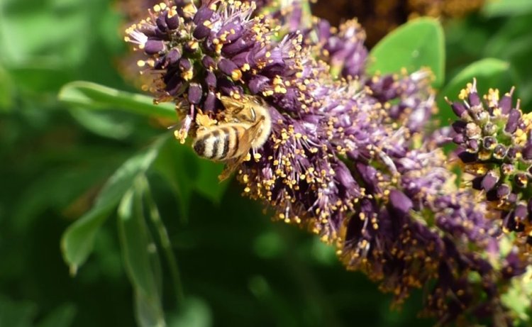 The Indigo Bush – A Pollinator Friendly Addition To Your Garden