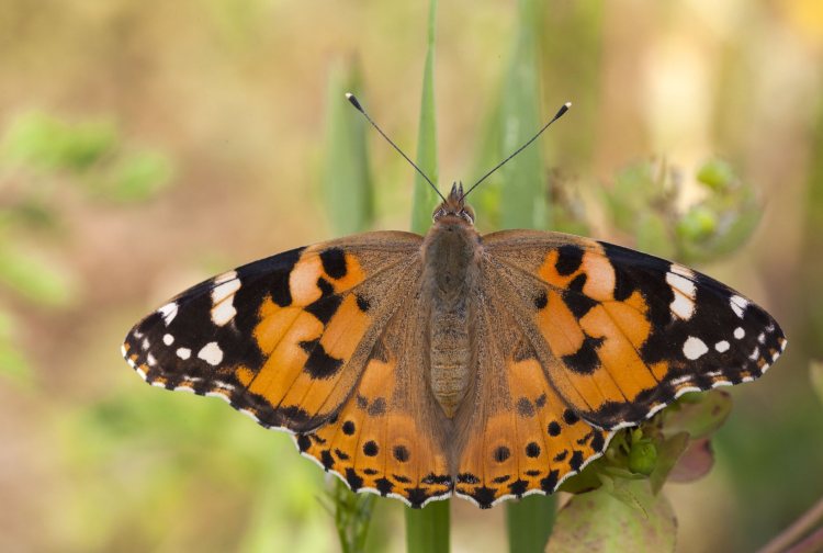 Painted Lady Butterflies Find Safe Haven In Puslinch