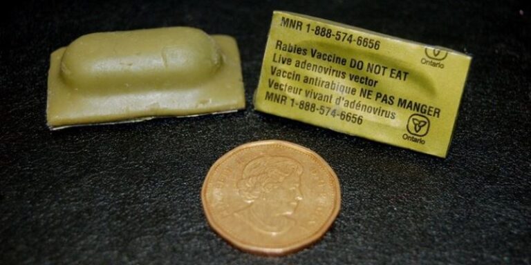 Rabies Vaccine Bait Being Dropped In Wellington County