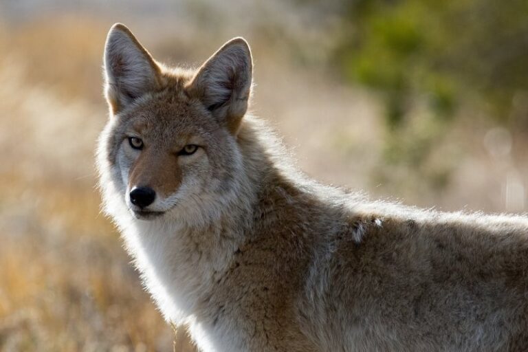 Coyote Encounters Are Rising. What Should You Do If You Come Face To Face With One?
