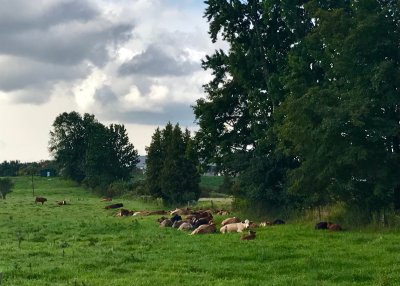 A Puslinch View: Cows of Puslinch