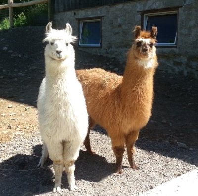 Llamas On A Sheep Farm? You Bet!