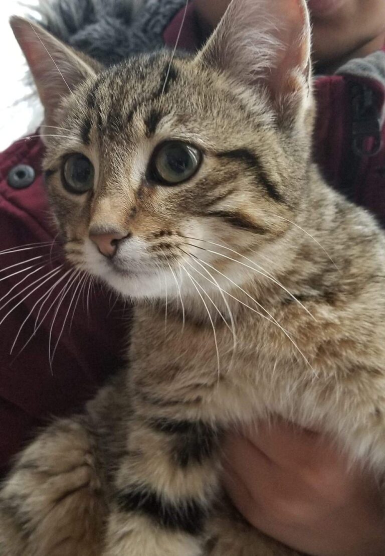 Updated – Home Found! Kitten Found In Morriston