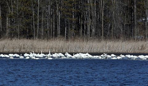 swans at valens lake