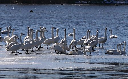 Photos Of The Week: Tundra Swans At Valen’s Lake