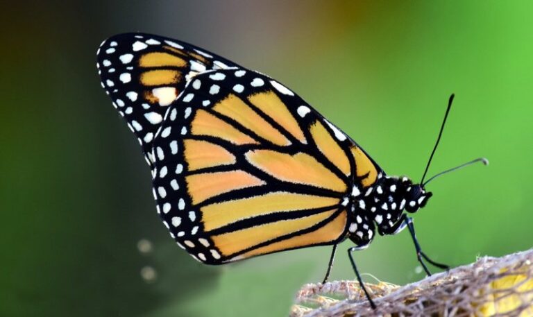 Getting Ready For The Returning Monarch Butterfly
