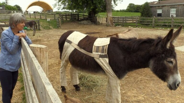 Dapper Donkeys: Sanctuary Fights Flies With Tailored Trousers