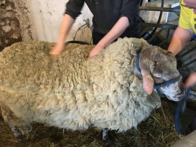 Valensbrae Sheep Getting Their Annual Trim