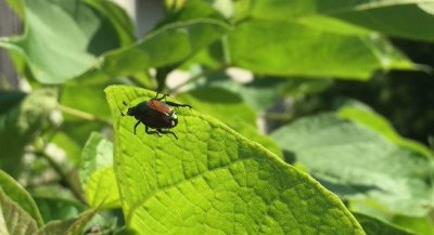 Dear Marion: What Is that Bug Eating All My Plants?