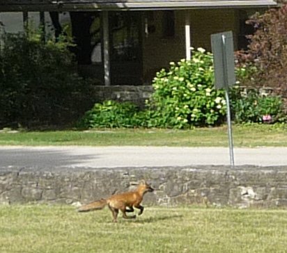 A Puslinch View: Crieff Foxes