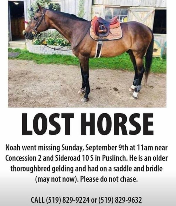 horse-missing