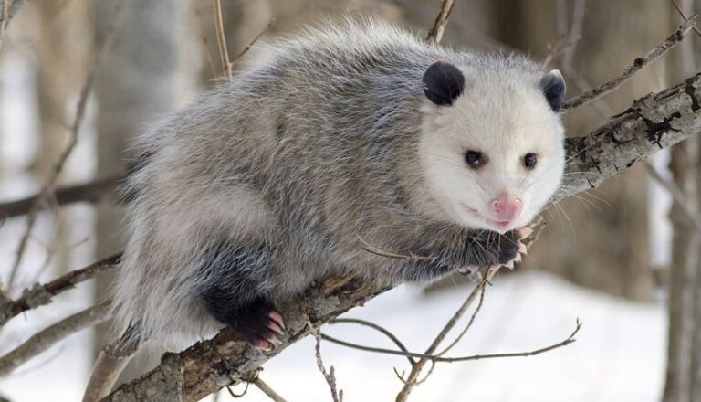 Our Marsupial – The Virginia Opossum