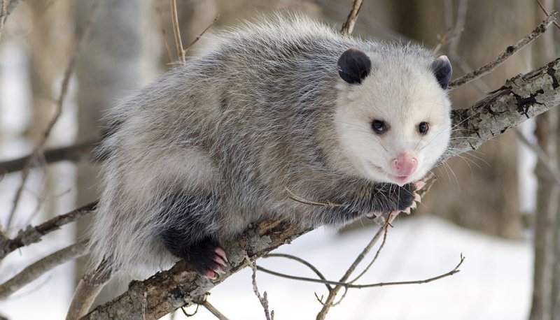 OPOSSUM - by Cody Pope [CC BY-SA 2.5 (https://creativecommons.org/licenses/by-sa/2.5)], via Wikimedia Commons