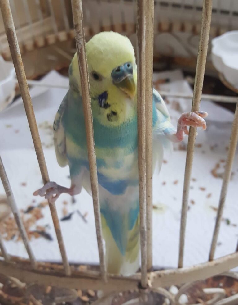 UPDATED – Home Found For Lost Budgie