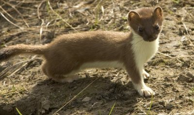 Short Tailed Weasels – A Ferocious Puslinch Hunter
