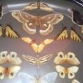 Historical Butterfly Collection On Display In Puslinch