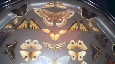 Historical Butterfly Collection On Display In Puslinch