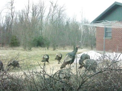 Wild Turkeys A Sight To Behold In Puslinch