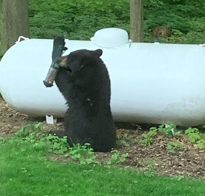 After Three Black Bear Sightings This Week, OPP Urging Caution