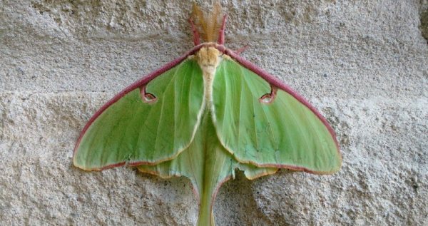 Rarely Seen, Short-Lived Luna Moth Makes Appearance In Puslinch