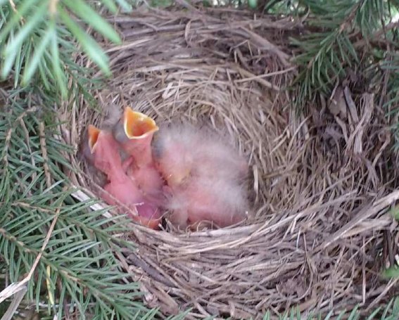 Photo Of The Week: Baby Robins A Sure Sign Of Spring!
