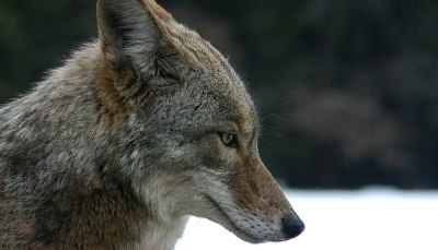 Coyote Encountered At McCrodan Tract