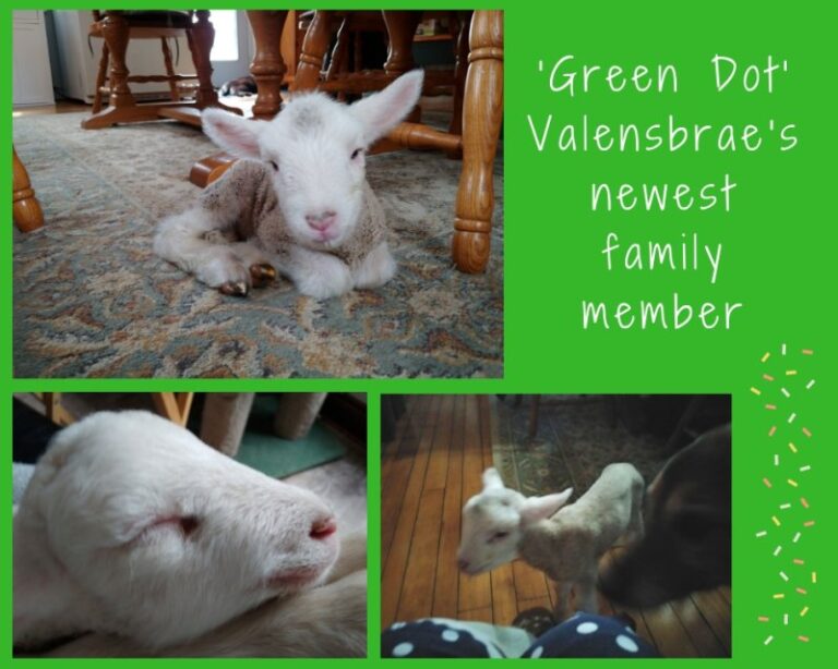 Abandoned Lamb Becomes Member of the Family