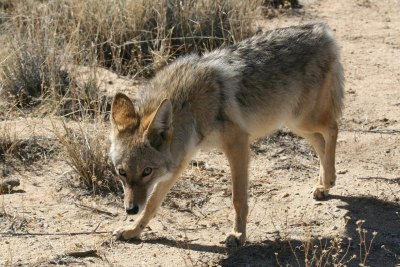 What To Do If A Coyote Attacks