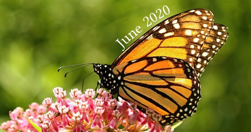 june-2020-monarch