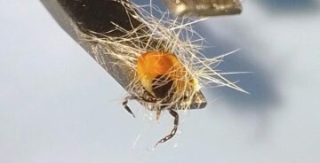 Black Legged Deer Ticks Still Active In Puslinch