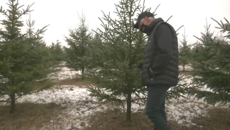 Christmas Tree Farm Revamps Operations To Help Carry On Traditions