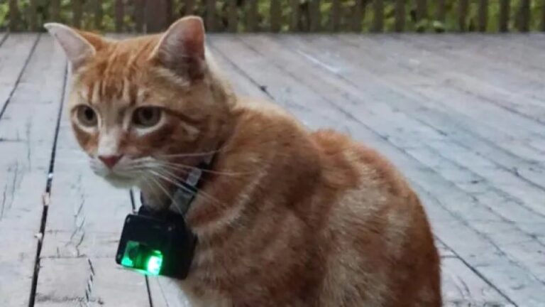 Outdoor Cat Volunteers Needed For Camera Collar Study At University of Guelph