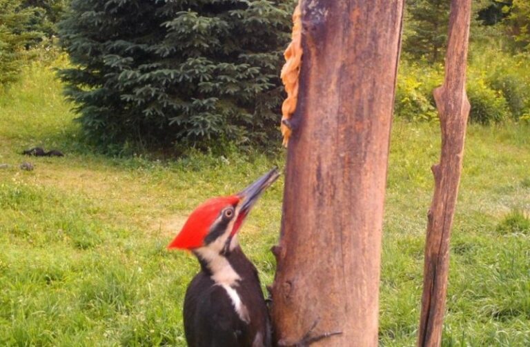Seen In Puslinch: The Pileated Woodpecker