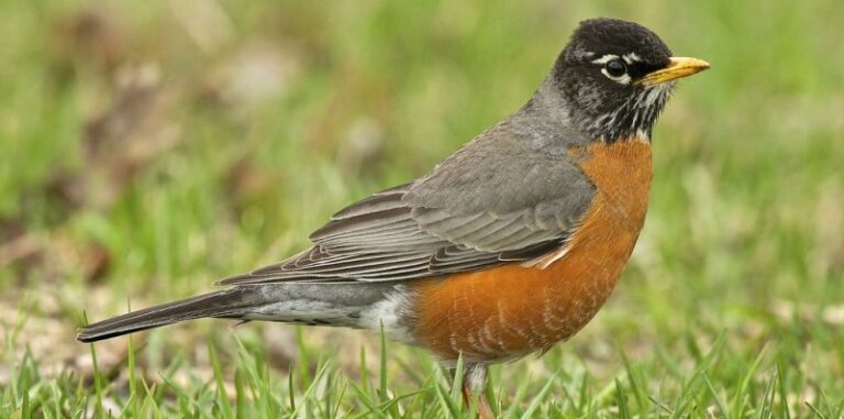 How You Can Help Winter Robins