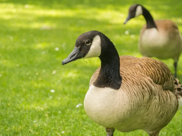 Residents Of Mini Lakes In Puslinch Looking To Scare Away Geese