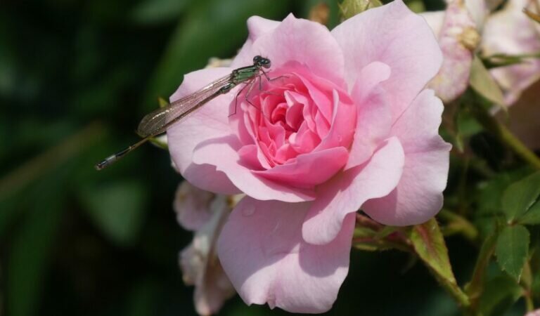 A Celebration Of Life: Rena Victoria Finlay